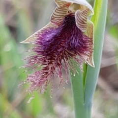 Calochilus platychilus (Purple Beard Orchid) at Aranda Bushland - 15 Oct 2020 by drakes