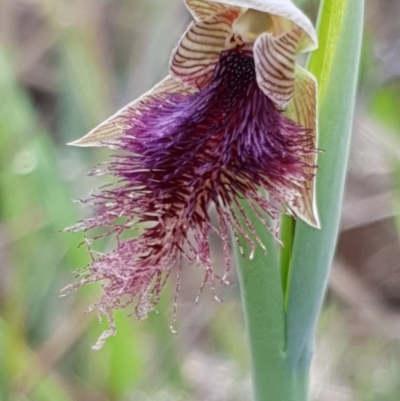 Calochilus platychilus (Purple Beard Orchid) at Holt, ACT - 15 Oct 2020 by drakes