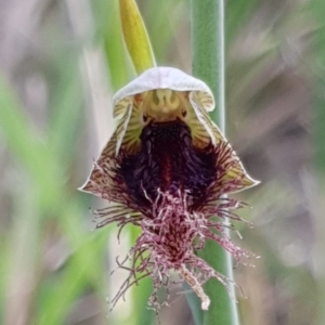 Calochilus platychilus at Holt, ACT - suppressed