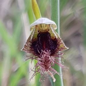 Calochilus platychilus at Holt, ACT - 16 Oct 2020