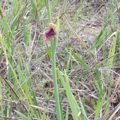 Calochilus platychilus at Holt, ACT - suppressed