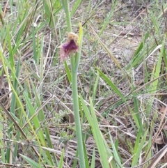 Calochilus platychilus at Holt, ACT - 16 Oct 2020