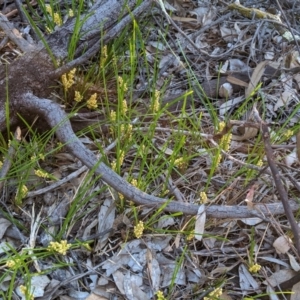 Lomandra filiformis subsp. filiformis at Hughes, ACT - 20 Oct 2020