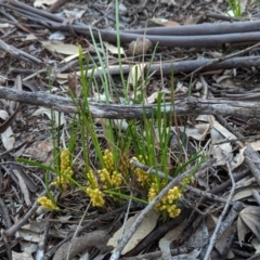 Lomandra filiformis subsp. filiformis at Hughes, ACT - 20 Oct 2020 06:50 PM