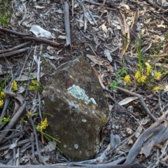 Lomandra filiformis subsp. filiformis at Hughes, ACT - 20 Oct 2020