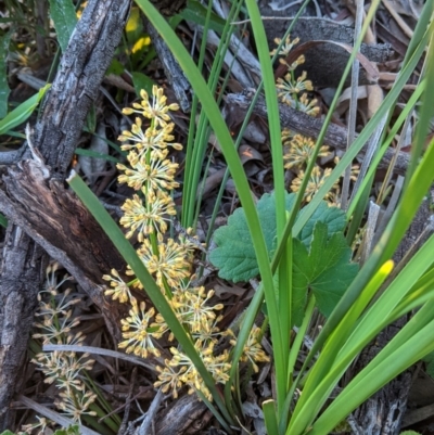 Lomandra multiflora (Many-flowered Matrush) at Red Hill Nature Reserve - 20 Oct 2020 by JackyF