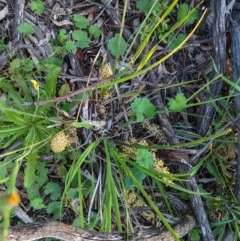 Lomandra multiflora at Deakin, ACT - 20 Oct 2020