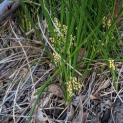 Lomandra filiformis (Wattle Mat-rush) at Hughes, ACT - 20 Oct 2020 by JackyF