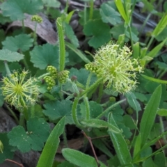 Hydrocotyle laxiflora (Stinking Pennywort) at Red Hill Nature Reserve - 20 Oct 2020 by JackyF