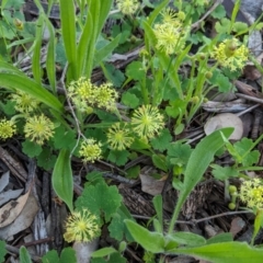 Hydrocotyle laxiflora at Hughes, ACT - 20 Oct 2020