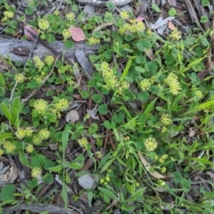 Hydrocotyle laxiflora at Hughes, ACT - 20 Oct 2020