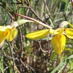 Diuris chryseopsis (Golden Moth) at Mount Painter - 30 Sep 2020 by drakes