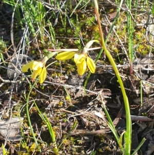 Diuris chryseopsis at Holt, ACT - 1 Oct 2020