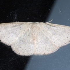 Cyclophora obstataria (A geometer moth) at Lilli Pilli, NSW - 2 Oct 2020 by jb2602