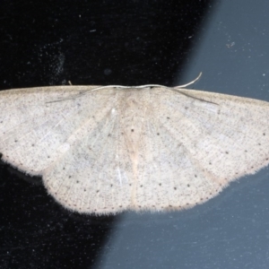 Cyclophora obstataria at Lilli Pilli, NSW - 2 Oct 2020 07:33 PM