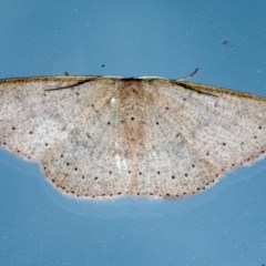 Cyclophora obstataria at Lilli Pilli, NSW - 2 Oct 2020 07:33 PM