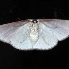 Cyclophora obstataria at Lilli Pilli, NSW - 2 Oct 2020 07:33 PM