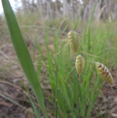 Briza maxima (Quaking Grass, Blowfly Grass) at Crace, ACT - 5 Oct 2020 by michaelb