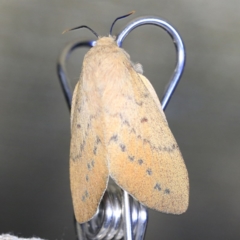 Entometa apicalis at O'Connor, ACT - 18 Oct 2020 07:52 PM