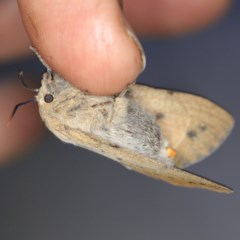 Entometa apicalis at O'Connor, ACT - 18 Oct 2020