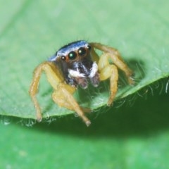 Maratus hesperus (Venus Peacock Spider) at West Stromlo - 20 Oct 2020 by Harrisi