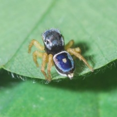 Maratus hesperus at Stromlo, ACT - 20 Oct 2020