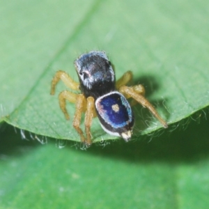 Maratus hesperus at Stromlo, ACT - 20 Oct 2020