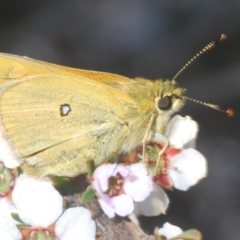 Trapezites luteus (Yellow Ochre, Rare White-spot Skipper) at Black Mountain - 19 Oct 2020 by Harrisi