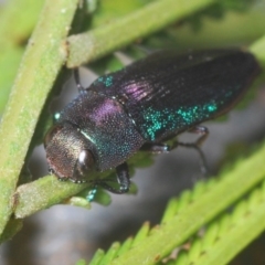 Melobasis thoracica (A jewel beetle) at O'Connor, ACT - 19 Oct 2020 by Harrisi