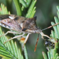 Oechalia schellenbergii (Spined Predatory Shield Bug) at Black Mountain - 19 Oct 2020 by Harrisi