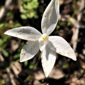 Glossodia major at Sutton, NSW - suppressed