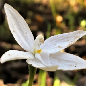 Glossodia major at Sutton, NSW - suppressed