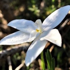 Glossodia major at Sutton, NSW - suppressed