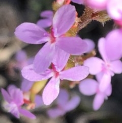 Stylidium sp. (Trigger Plant) at Sutton, NSW - 14 Oct 2020 by Whirlwind