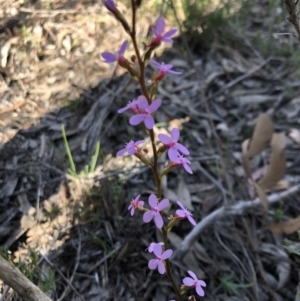 Stylidium sp. at Sutton, NSW - 14 Oct 2020