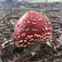 Amanita muscaria (Fly Agaric) at Sutton, NSW - 20 Oct 2020 by Whirlwind