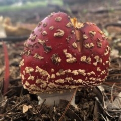 Amanita muscaria at Sutton, NSW - 20 Oct 2020