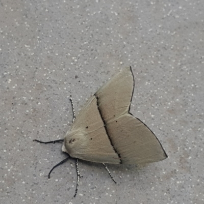 Gastrophora henricaria (Fallen-bark Looper, Beautiful Leaf Moth) at Kingston, ACT - 19 Oct 2020 by YellowButton