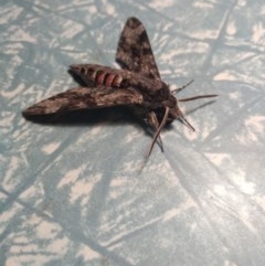 Agrius convolvuli (Convolvulus Hawk Moth) at Kambah, ACT - 21 Oct 2020 by Greggy