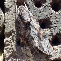 Unidentified Hawk moth (Sphingidae) at Bawley Point, NSW - 20 Oct 2020 by GLemann