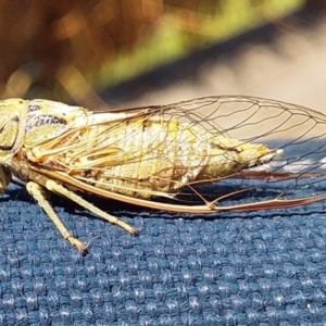 Yoyetta celis at Bawley Point, NSW - 20 Oct 2020