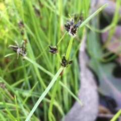 Schoenus apogon (Common Bog Sedge) at Wollogorang, NSW - 19 Oct 2020 by JaneR