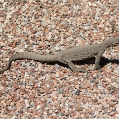 Varanus rosenbergi (Heath or Rosenberg's Monitor) at Illilanga & Baroona - 19 Oct 2020 by Illilanga