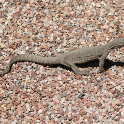 Varanus rosenbergi (Heath or Rosenberg's Monitor) at Michelago, NSW - 19 Oct 2020 by Illilanga