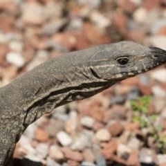 Varanus rosenbergi at Michelago, NSW - suppressed