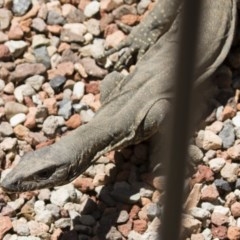 Varanus rosenbergi at Michelago, NSW - suppressed