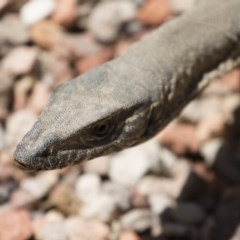 Varanus rosenbergi at Michelago, NSW - suppressed