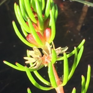 Myriophyllum variifolium at Wollogorang, NSW - 19 Oct 2020
