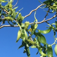 Salix matsudana (Tortured Willow) at Wollogorang, NSW - 19 Oct 2020 by JaneR