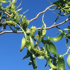 Salix matsudana 'Tortuosa' (Tortured Willow) at Wollogorang, NSW - 19 Oct 2020 by JaneR